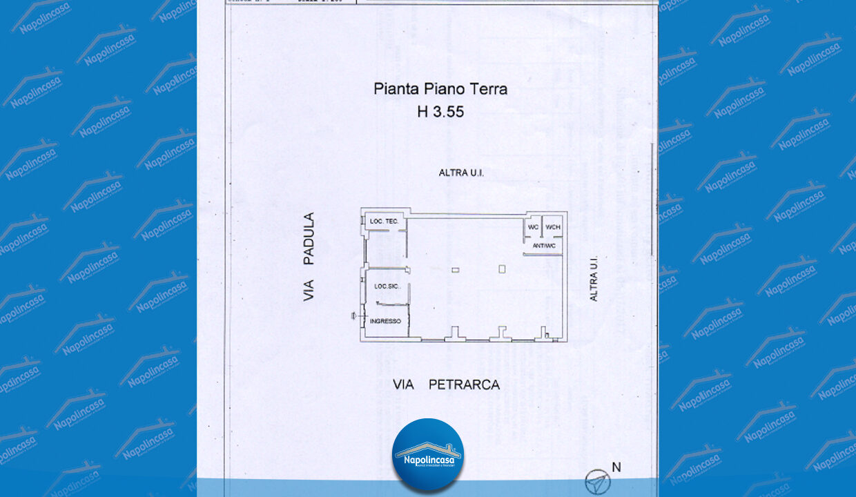 V0239L_pianta